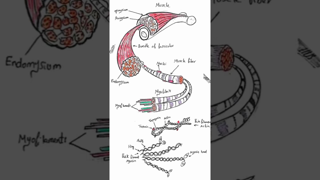 Muscles anatomy | Skeletal muscles