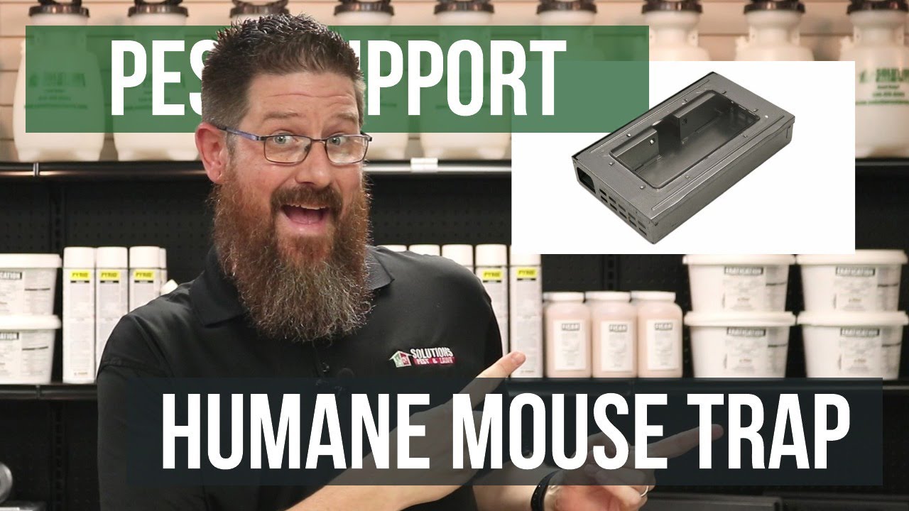 Is There a Humane Way of Getting Rid of Mice? | Pest Support
