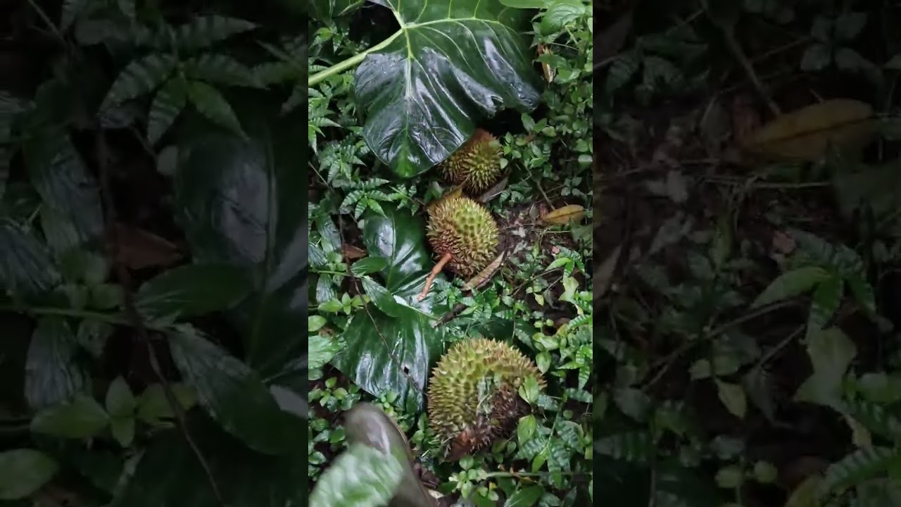 Derita petani Durian di musim hujan angin berjatuhan #petanimuda #duriankane #fruit 