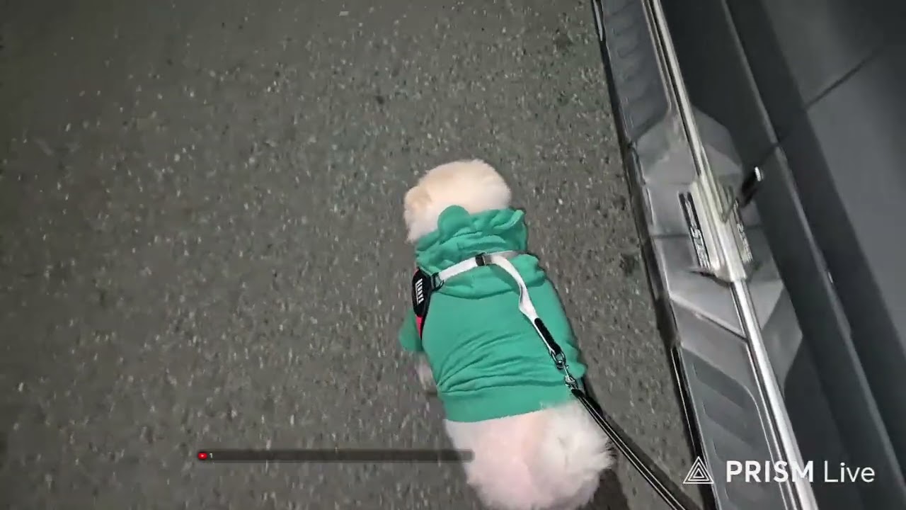 강아지 산책