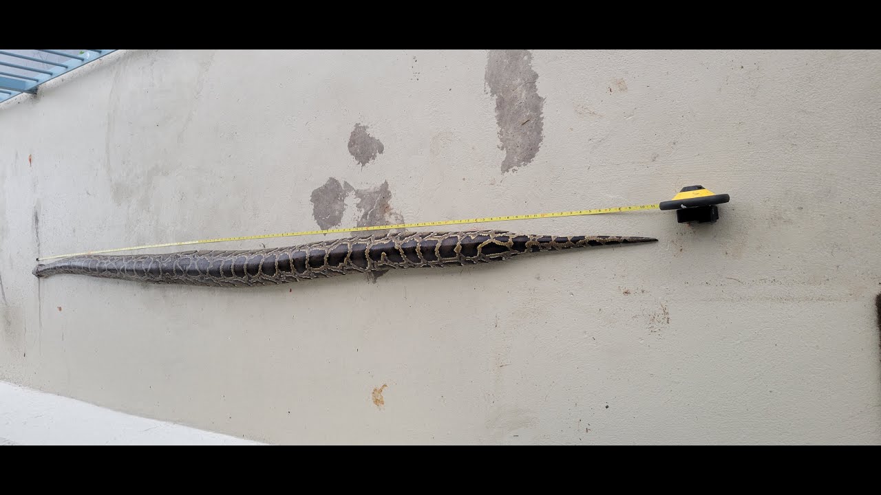 My First Python Hunting Trip to the Everglades