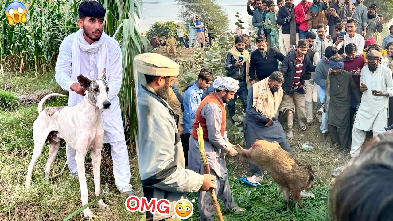 BASSAM KY FARM SY JUNGLE BALAN KA SHIKAR KIYA😱