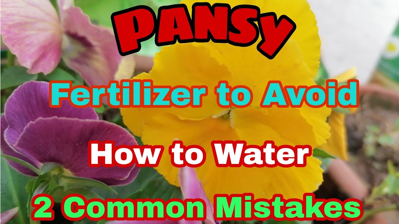 Pansy Growing tips Watering and Fertilizer Mistakes||FunandMore||