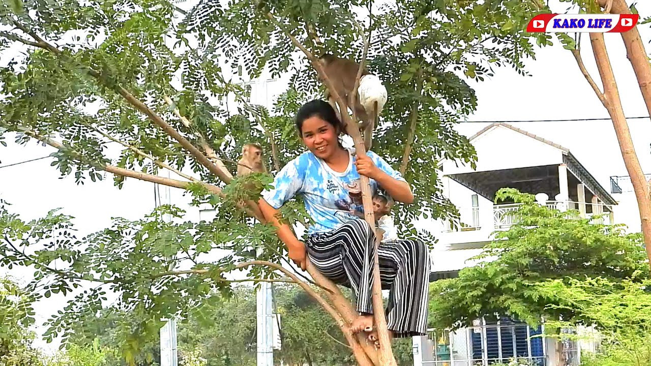 Little Kako Family With Mom Climbing Tree Together