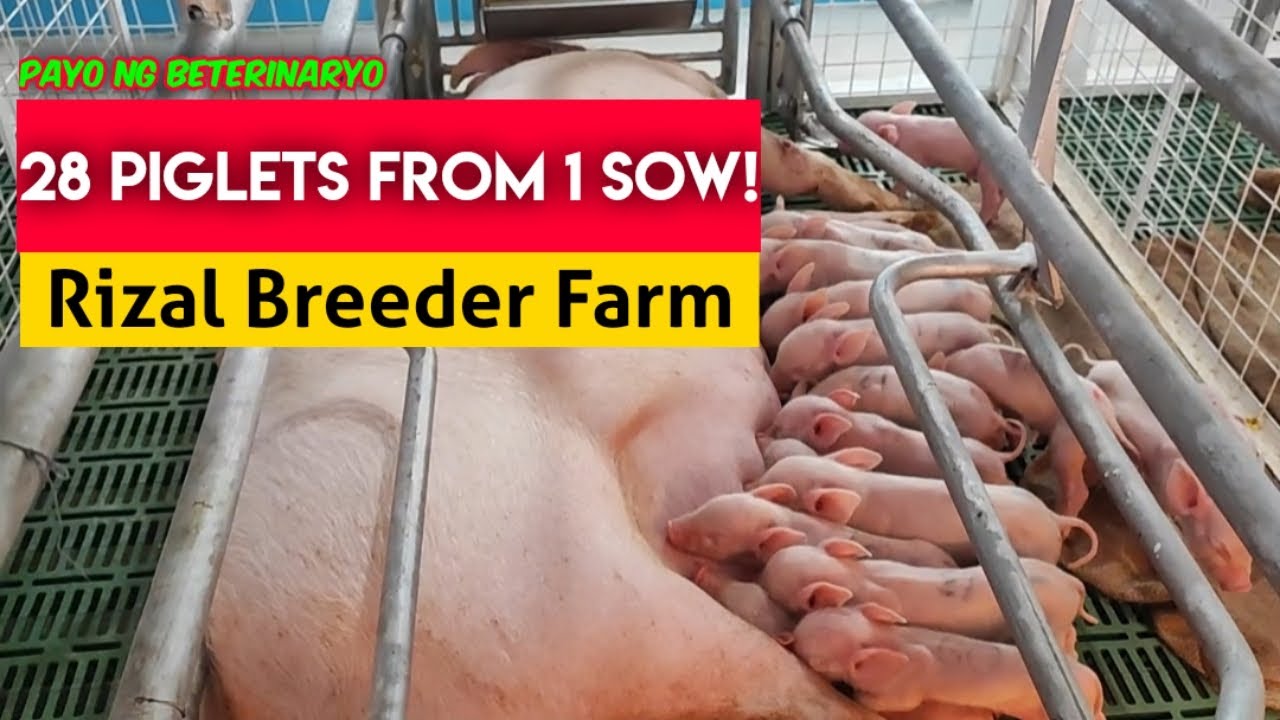 28 na Biik ang Ipinanganak ng Isang Inahing Baboy!