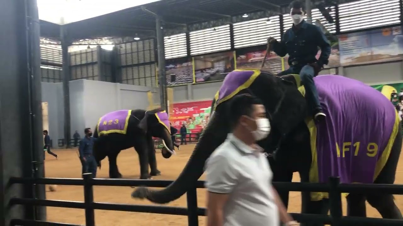 Show Elephant Nongnooch 7