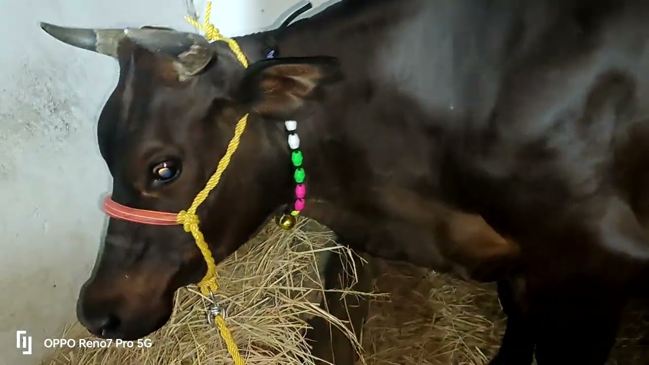 Purchase of cows for Kamadhenu Yojana scheme in Odisha , from Andhra Pradesh