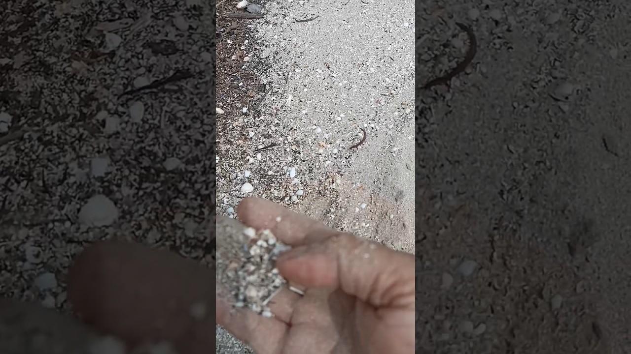 pasir kerang buat saringan air sumur bor #shorts_video