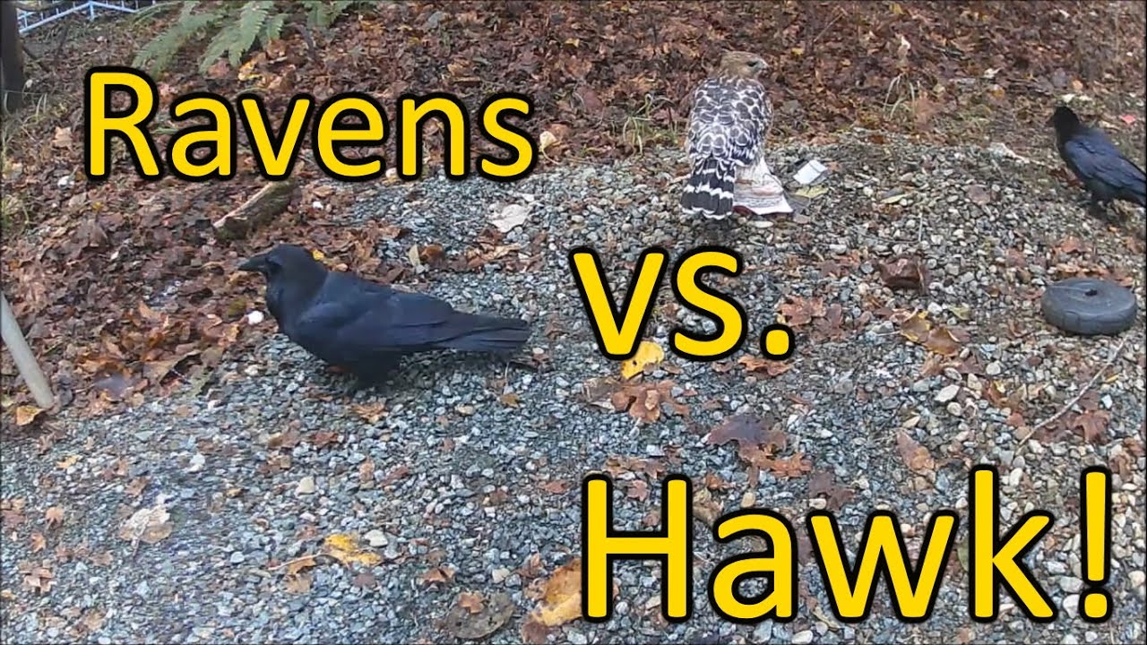 Raven vs. Hawk!