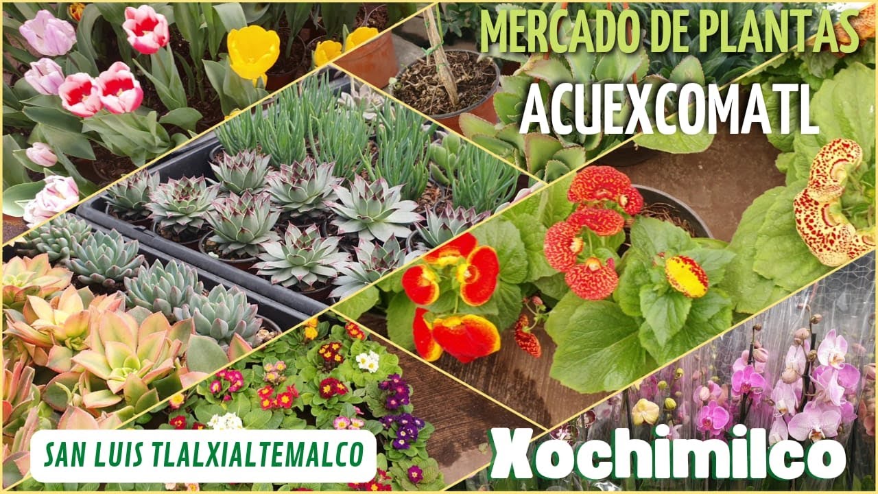 MERCADO DE PLANTAS ACUEXCOMATL XOCHIMILCO 😊 EN SAN LUIS TLALXIALTEMALCO ¡precios super ECONÓMICO$!