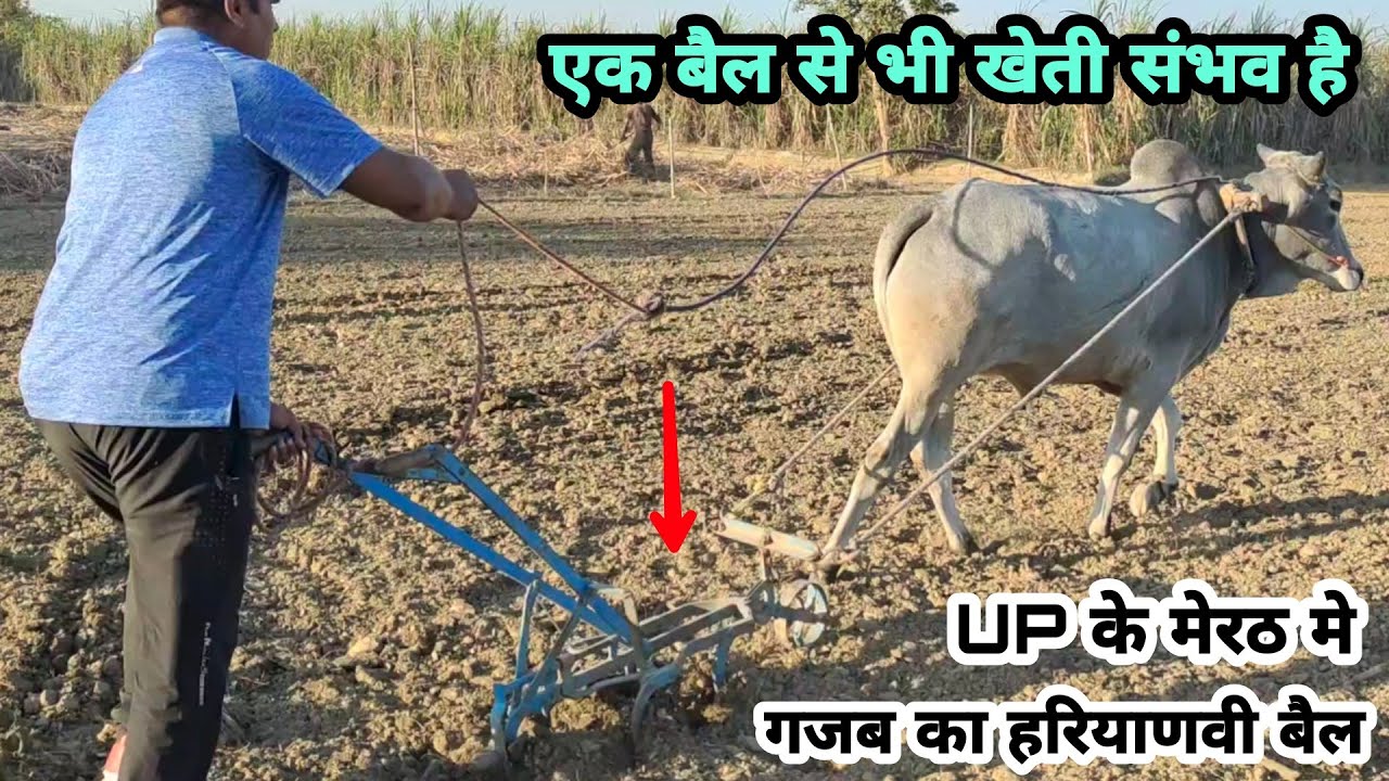 Farming by One #OX 👌 एक बैल से खेती करने का तरीका👍 UP के मेरठ जिले मे शानदार हरियाणवी #बैल से #खेती