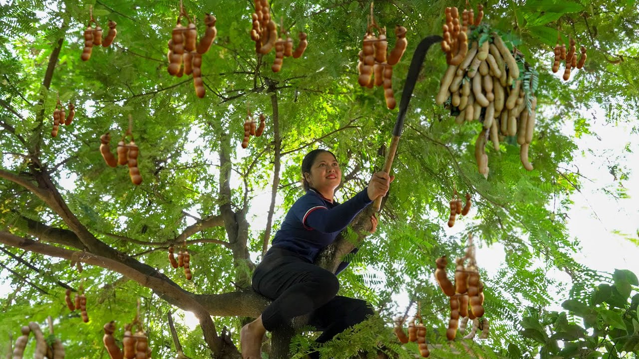 Farm to Table: Harvesting Tamarind &ndash; The Most Unique Sour Fruit in Rural Life
