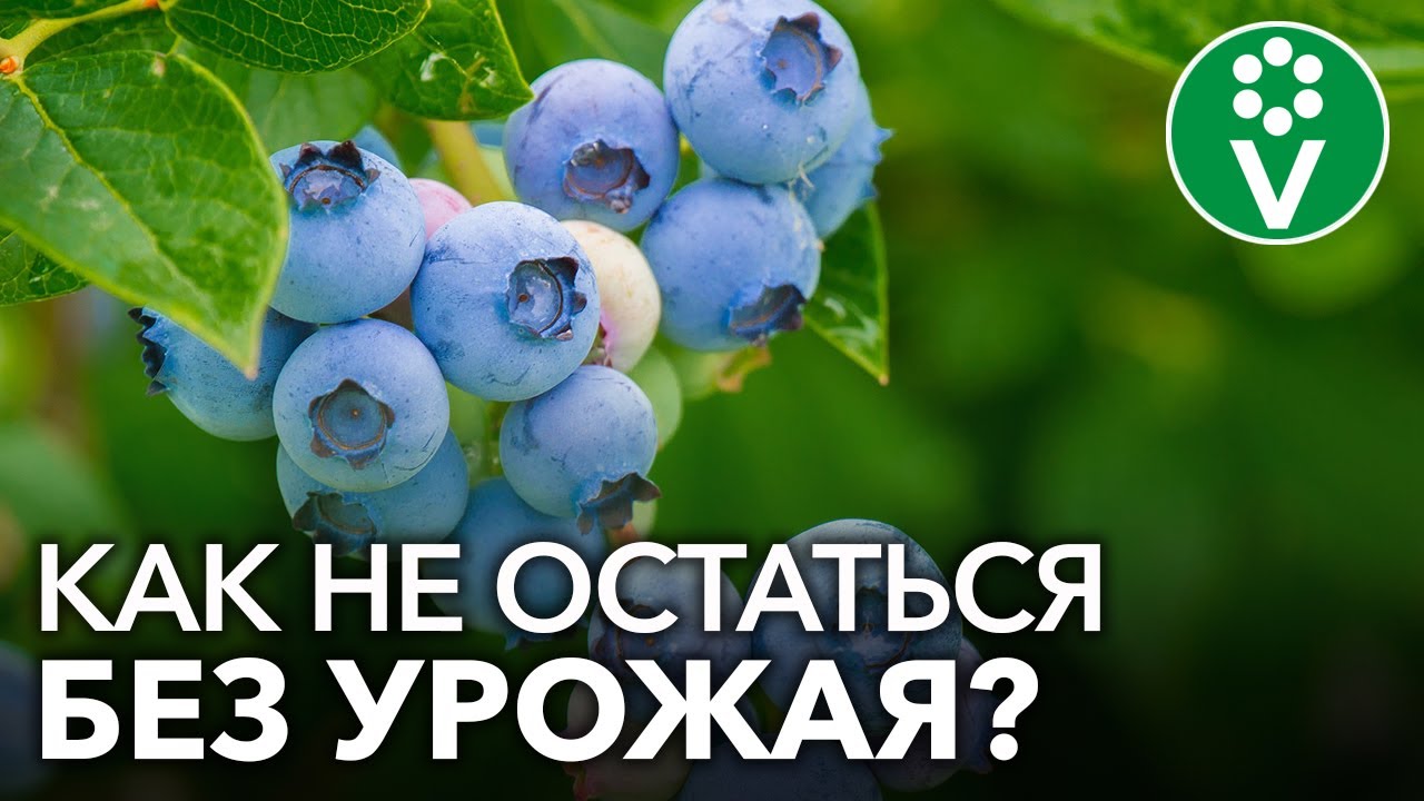 БОЛЕЗНИ ГОЛУБИКИ И СПОСОБЫ ИХ ЛЕЧЕНИЯ. Как не остаться без урожая?