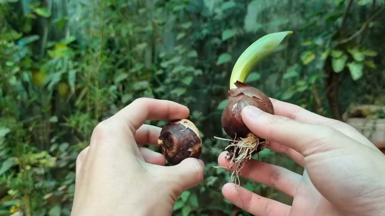 C&ugrave;ng m&igrave;nh trồng thủy canh củ hoa tulip nhaa🌷🌷
