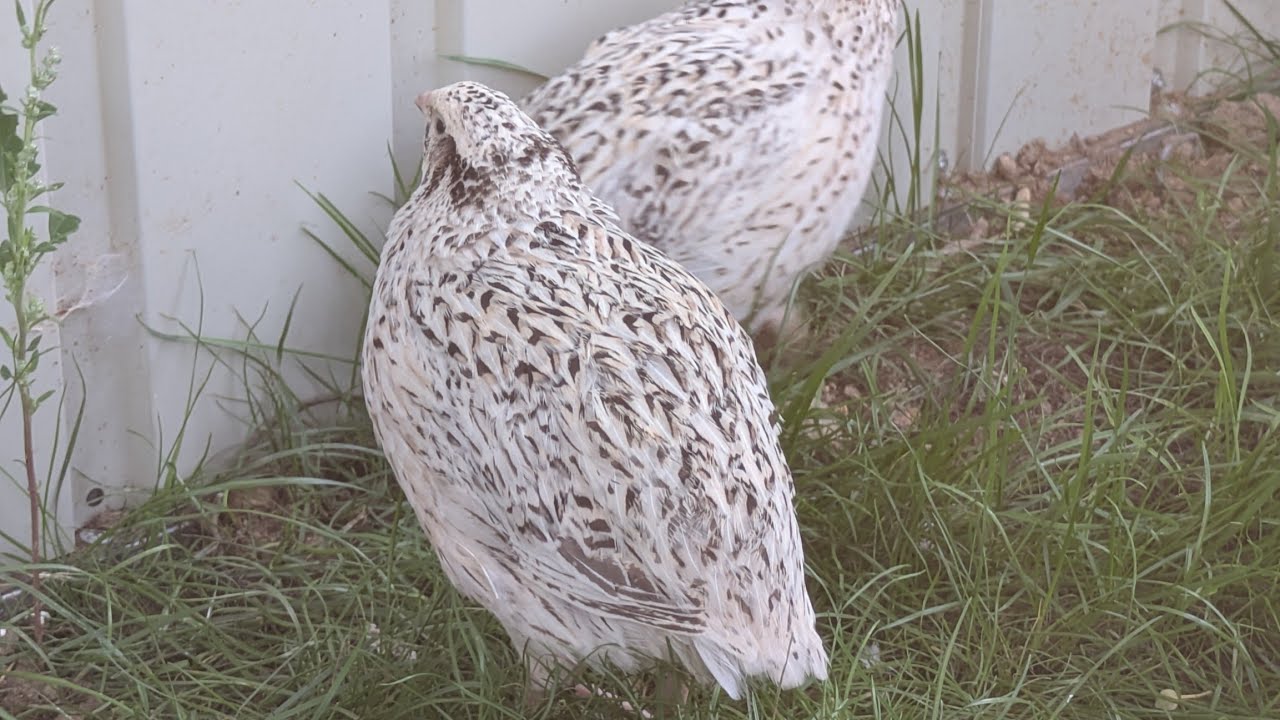 Nouveau projet, nouveau animaux! Cailles et volière avec plumes de couleur. 