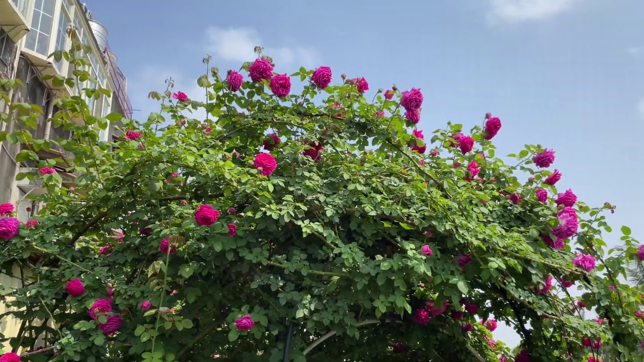 Madame Isaac Pereire -  Rose garden in Taiwan