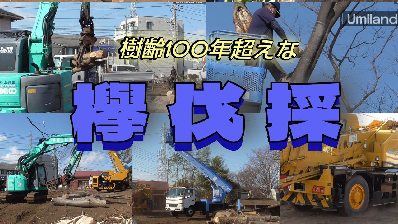 樹齢100年超えの大欅を伐採！海ランド