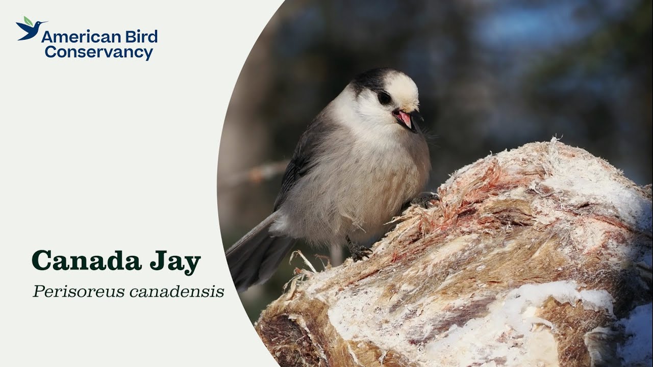 Canada Jay: Whiskyjack