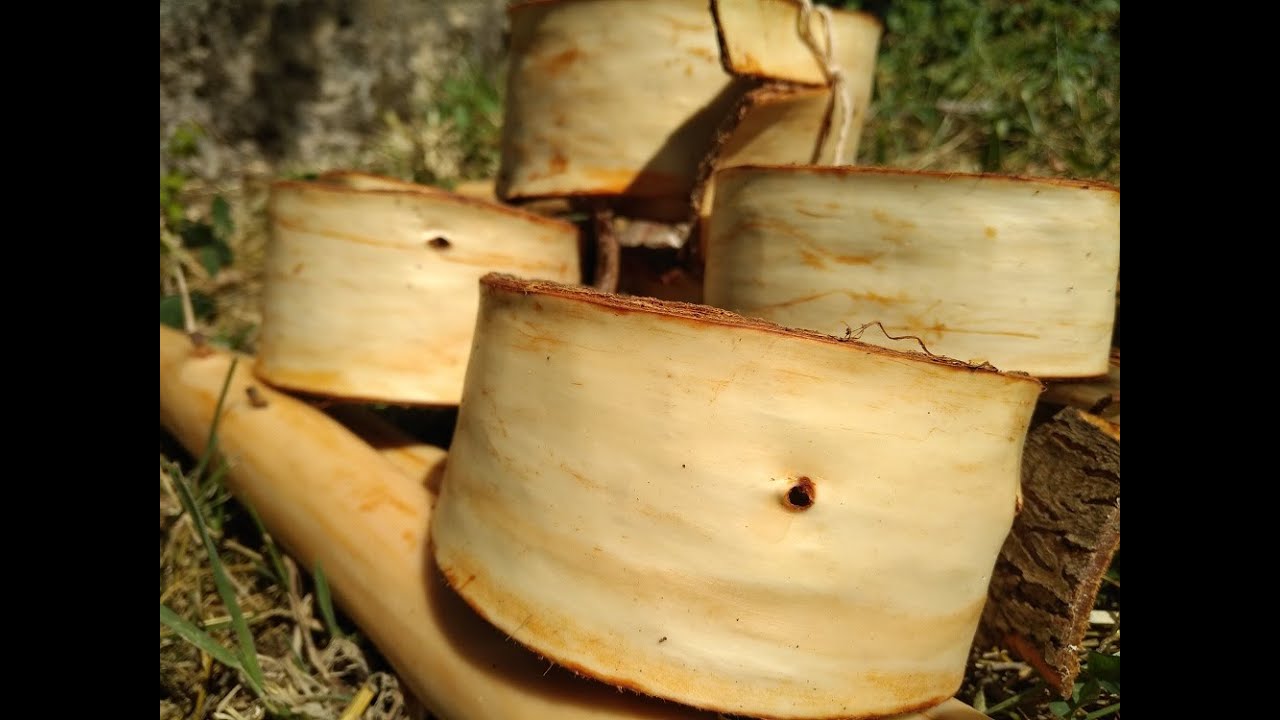 vannerie sauvage : récolte d'écorce d'orme