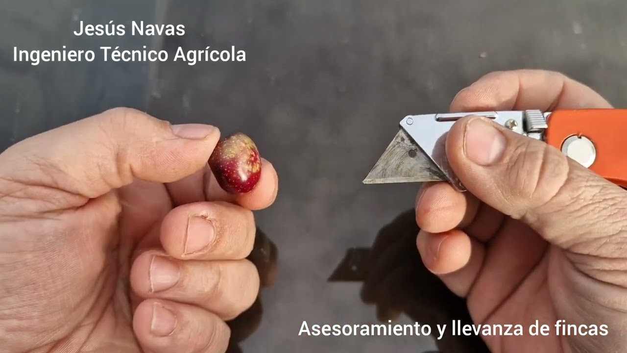 Mosca en Aceituna
