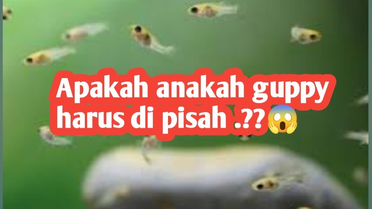 Apakah Anakan Ikan Guppy harus di Pisah dari induknya .??