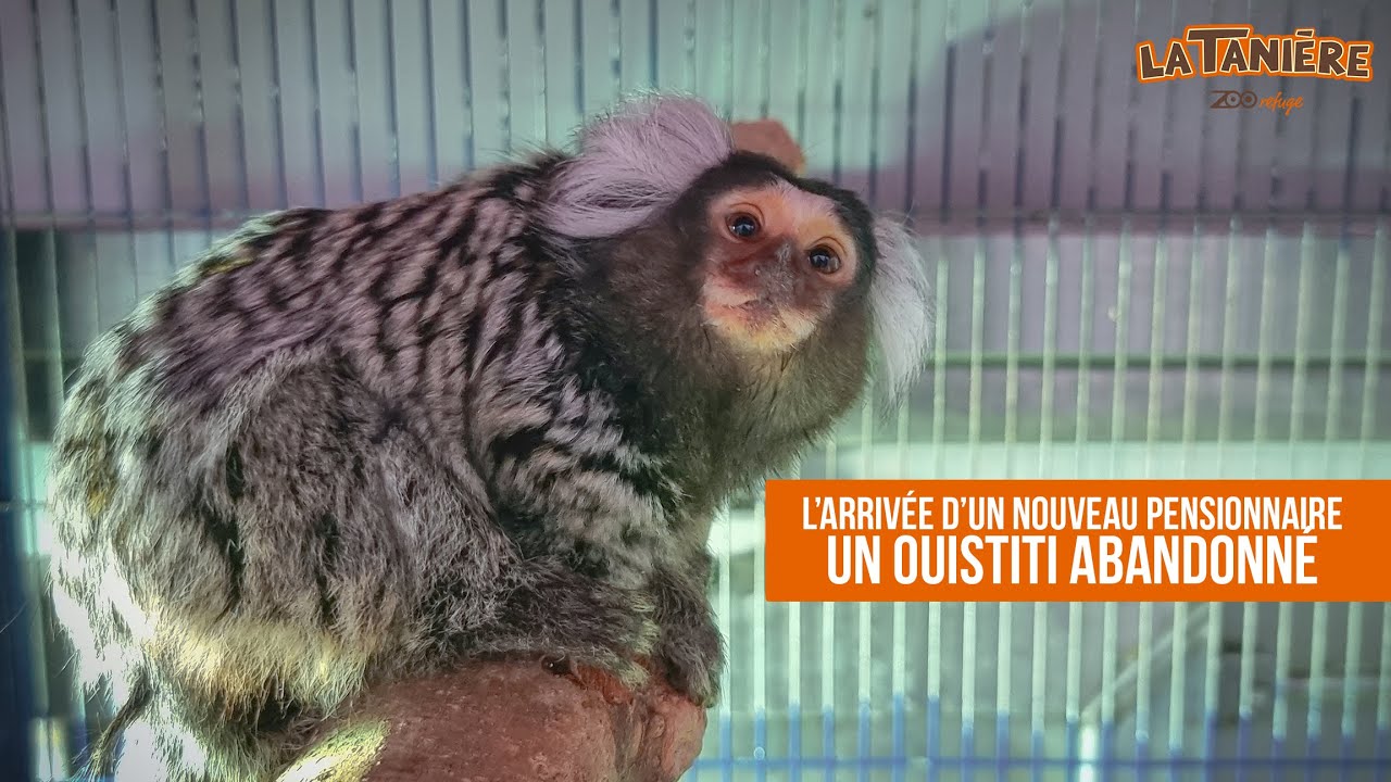 UN OUISTITI ABANDONNÉ À LA TANIÈRE ! 🙈