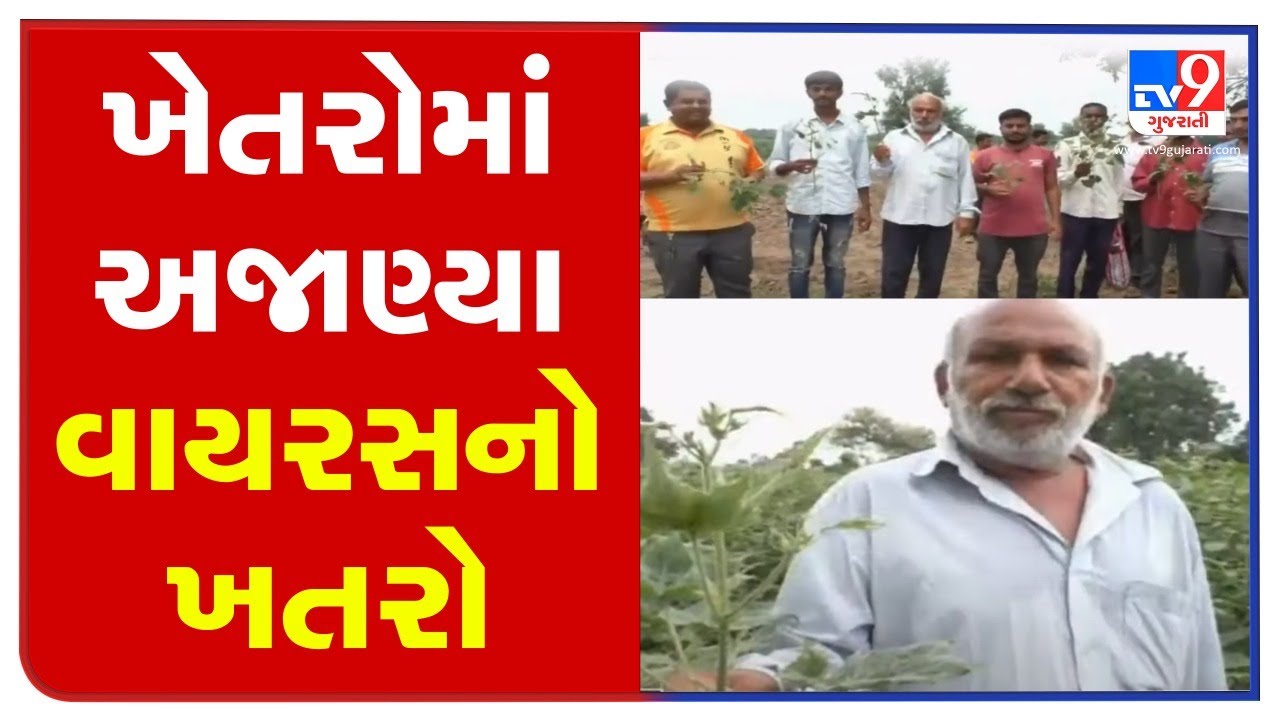 Vadodara: Pest attack on crops, Dabhoi farmers fear huge loss| TV9News