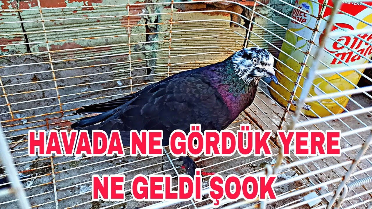 HAVADA NE GÖRDÜK YERE NE GELDİ ŞOOKLAR İÇERİSİNDEYİM