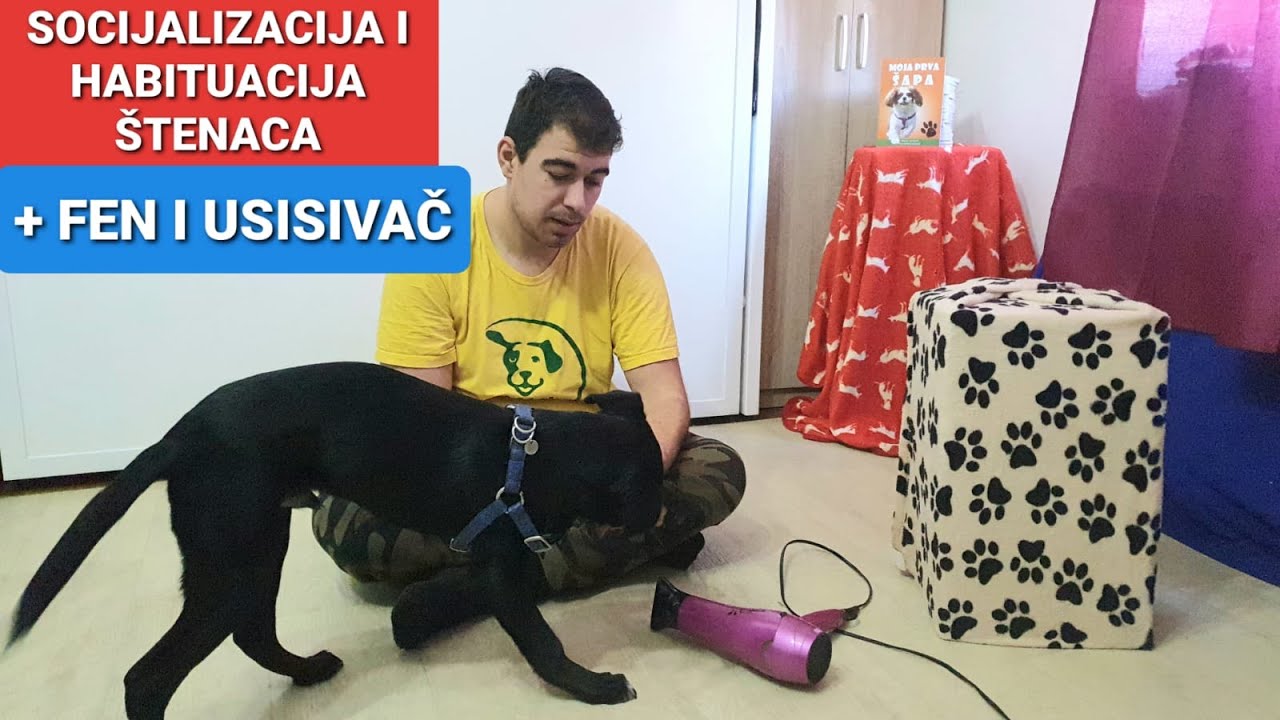 SOCIJALIZACIJA I HABITUACIJA ŠTENACA / AUTO + FEN +USISIVAČ | MN OBUKA PASA I EDUKCIJA VLASNIKA