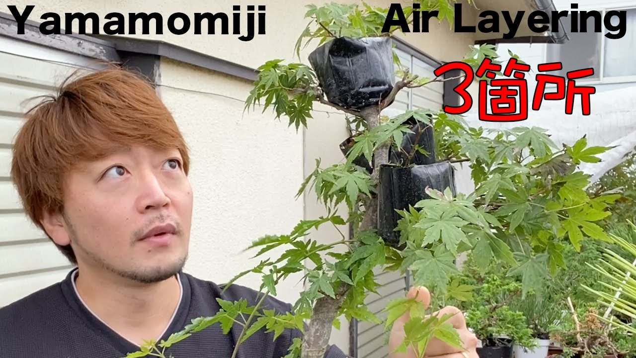 大きな山もみじに３箇所取り木かけていたので発根状態を確認してみることにした
