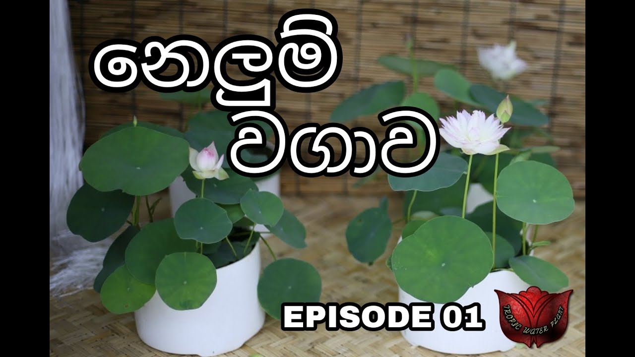 නෙලුම් වගාව Episode 01