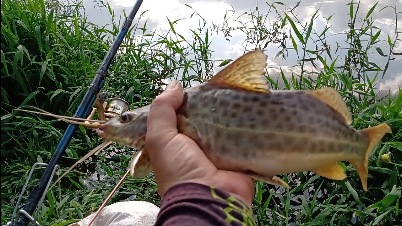 PESCARIA DE MANDI (GIGANTE!)