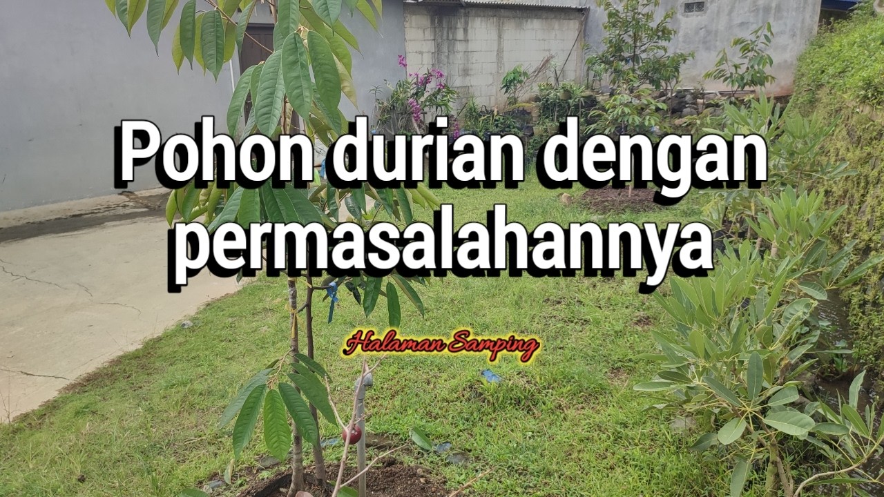 Masalah durian yang perlu di waspadai