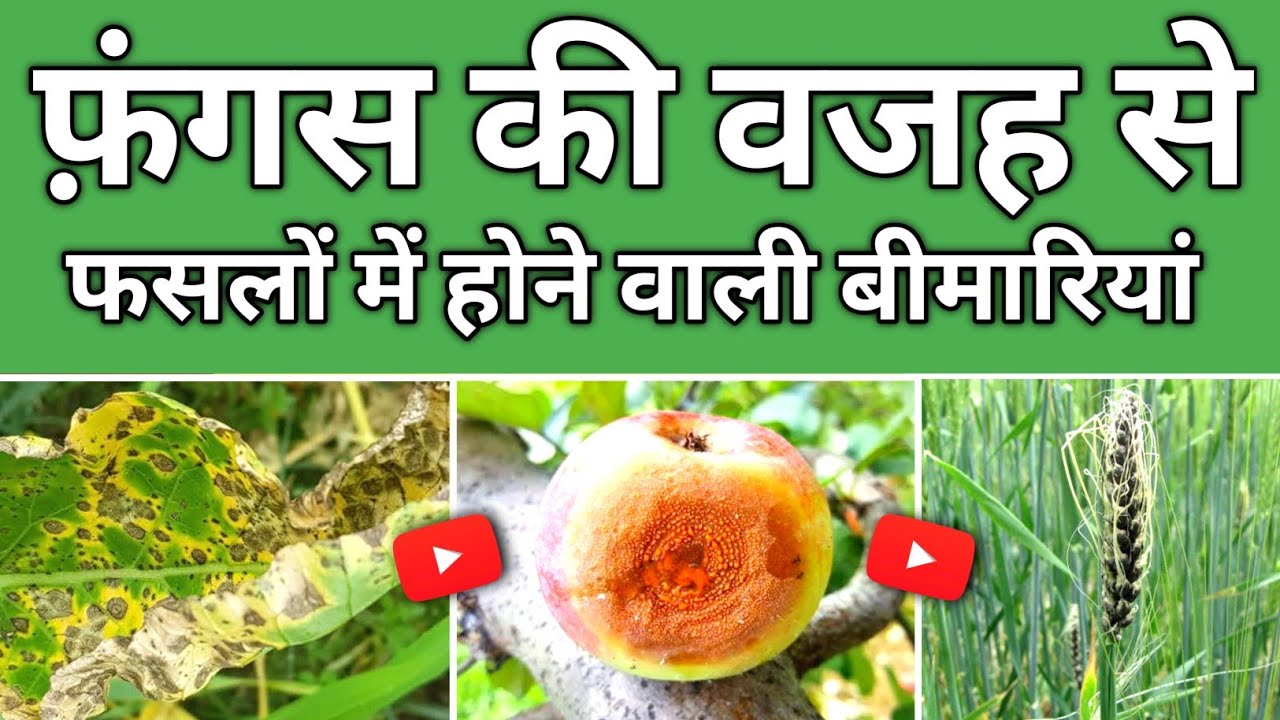 Which are the Diseases caused by Fungus in Plants? | Powdery Mildew | Damping Off | Rust | Wilt.
