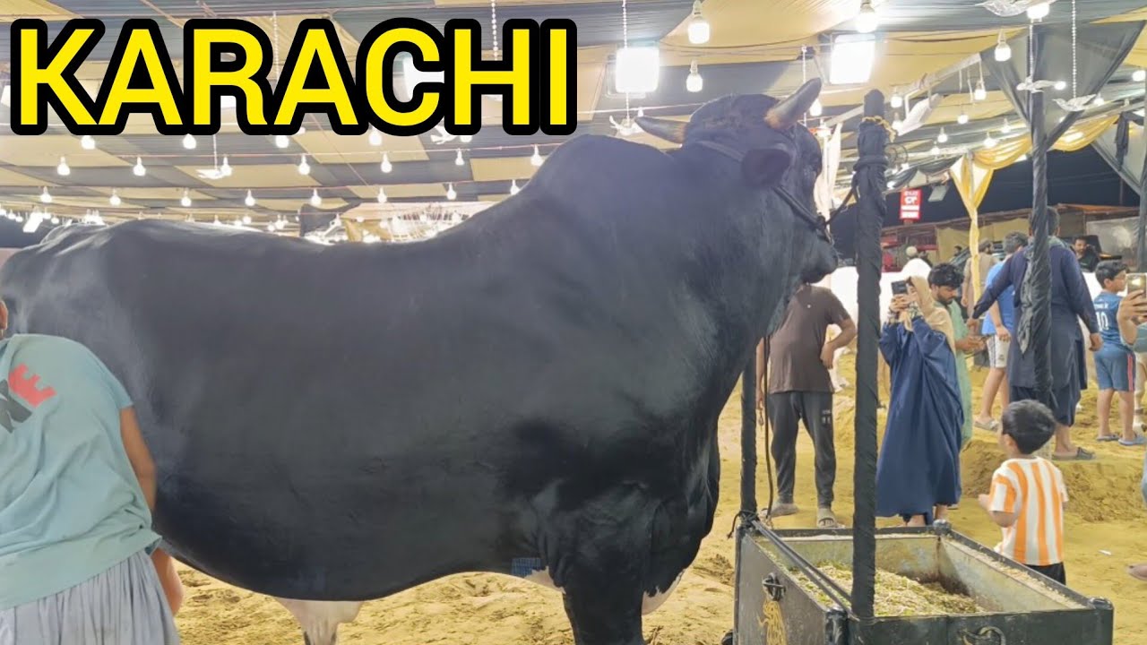 HUGE (8 FEET) BULL at Karachi Cow Mandi!! Afridi Cattle & Sachwani Cattle #cattle #karachicowmandi