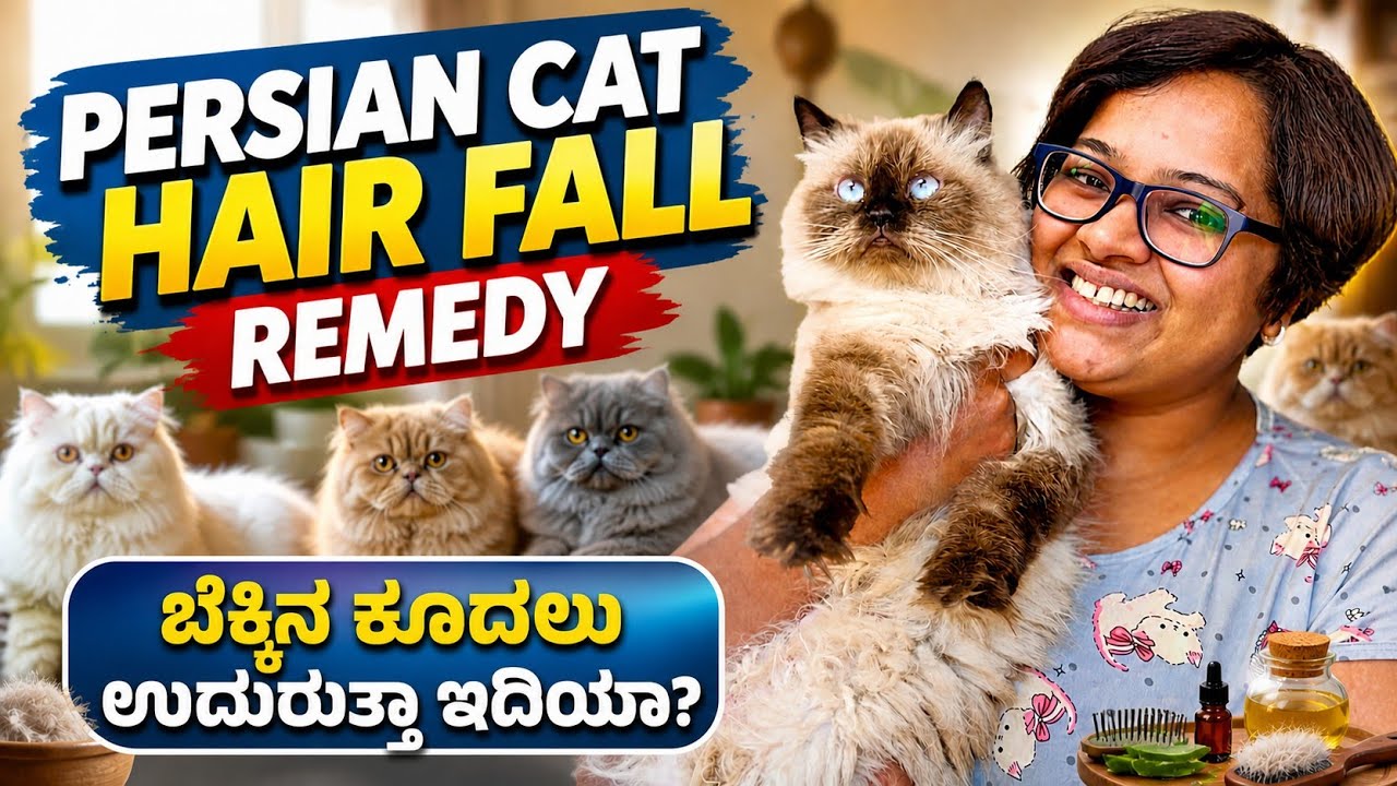 How to control the hairfall of a Persian cat.. Simple home remedies ಈ ರೀತಿ ಮಾಡಿ ಎಲ್ಲ ಸರಿ ಹೋಗುತ್ತೆ  😻