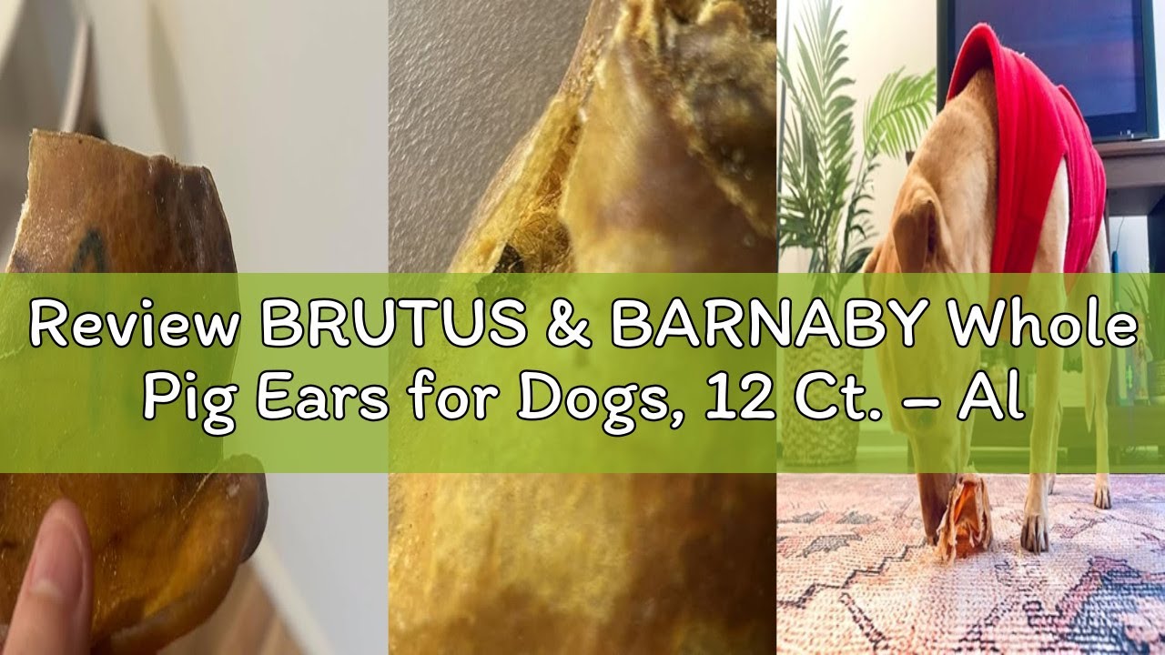 Review BRUTUS & BARNABY Whole Pig Ears for Dogs, 12 Ct. – All-Natural Single Ingredient Dog Chews, S