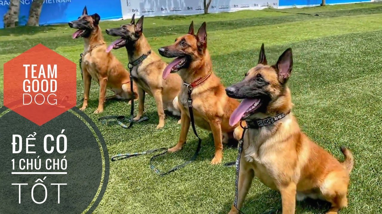 Team Good Dog - Học để c&oacute; 1 Ch&uacute; Ch&oacute; Tốt/ NhamTuatTV - Dog in Vietnam