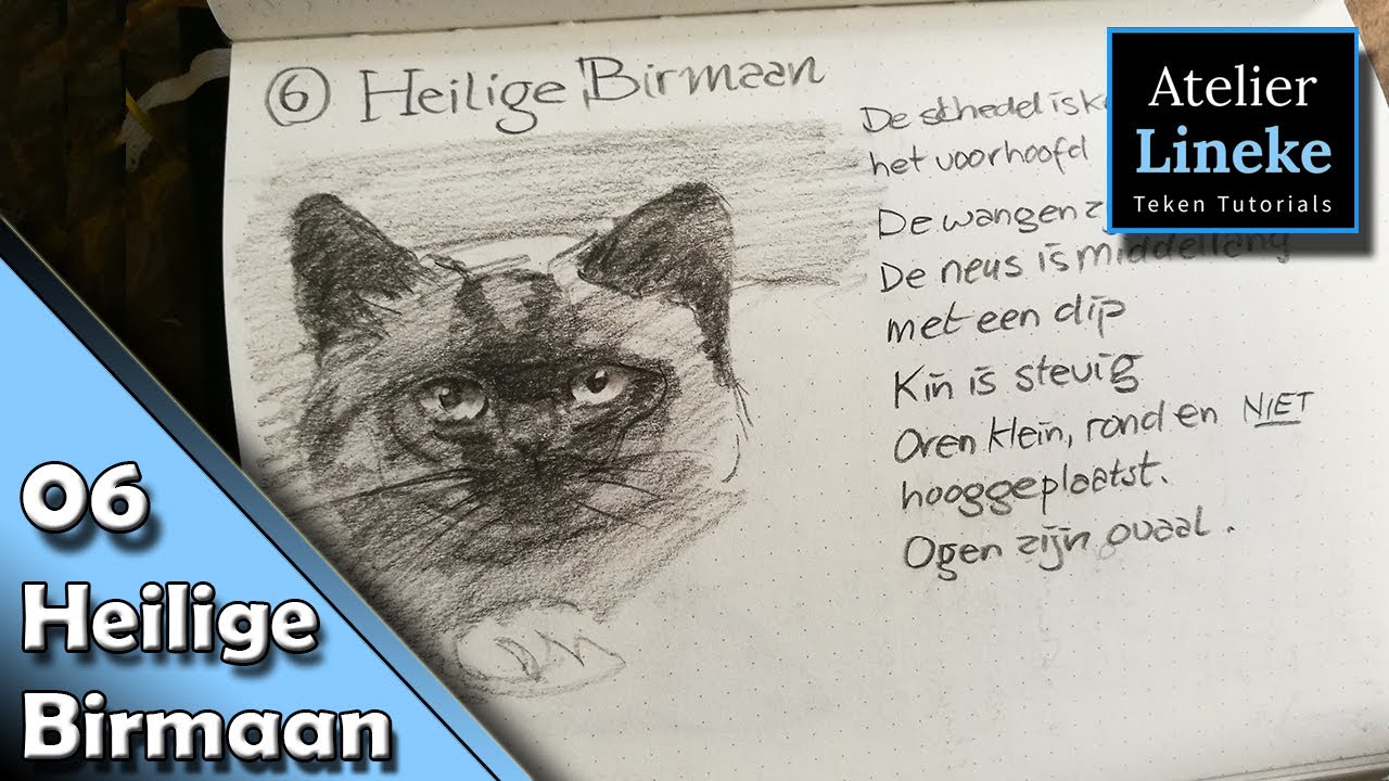 Hoe teken je een Kat 06 Heilige Birmaan - 50 katten tekenen Challenge!!