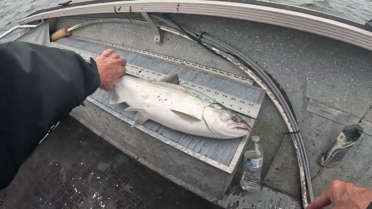 Ocean Salmon fishing Coho 9 6 24 quick limit trolling...