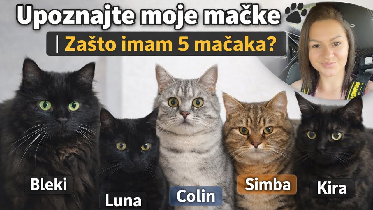 Asja i njenih 5 mačaka 🐾 | Zašto baš pet?