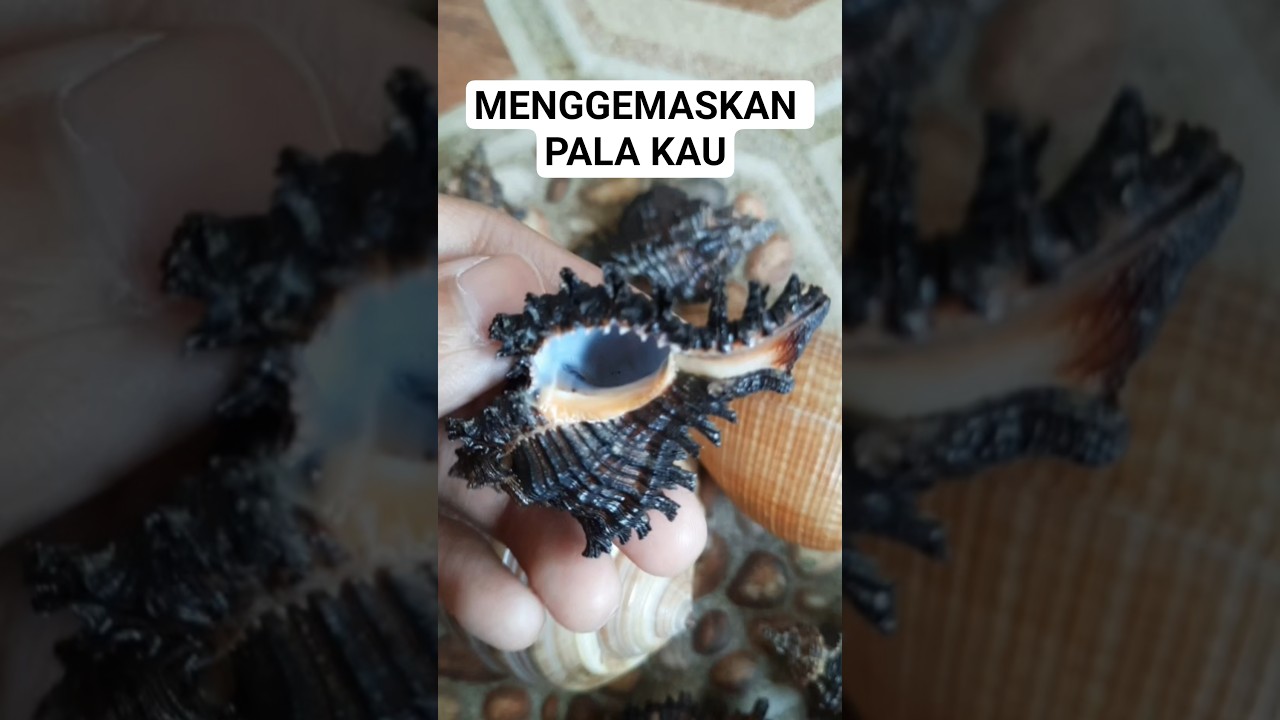 Cangkang Keong yang Menggemaskan #taxidermy #short