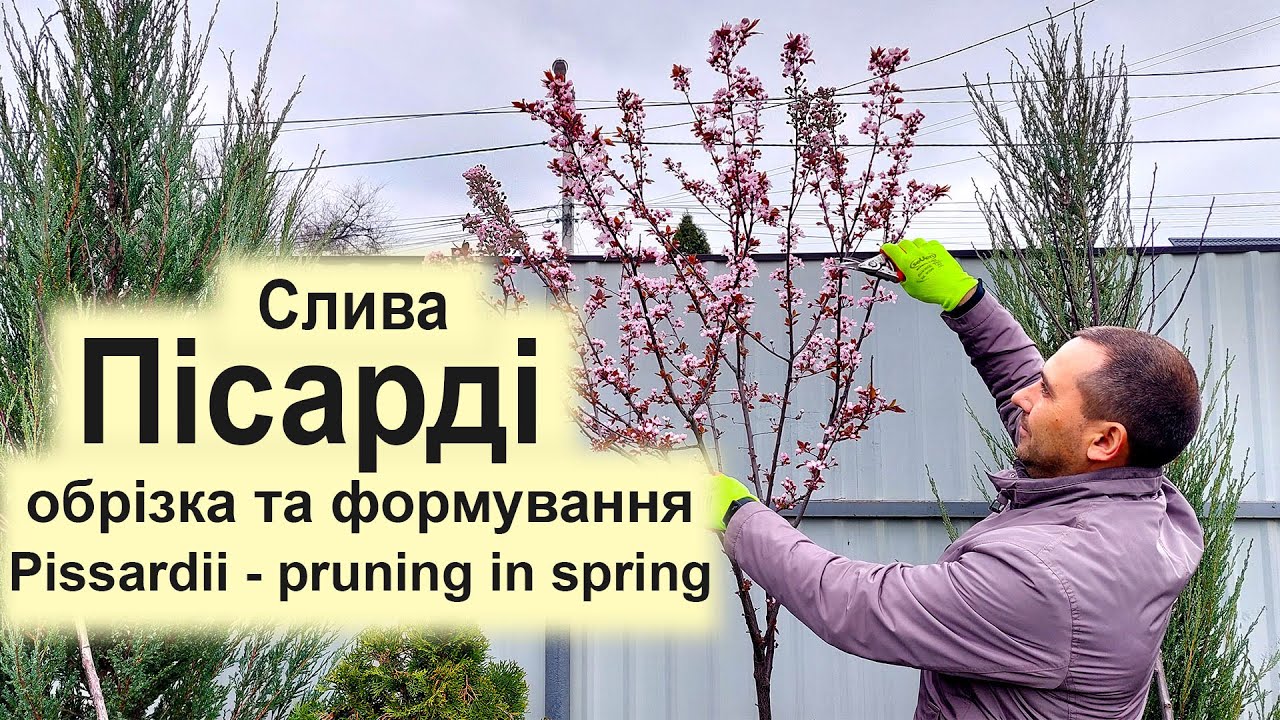 Слива Пісарді - обрізка весною | Pisardi - pruning in spring