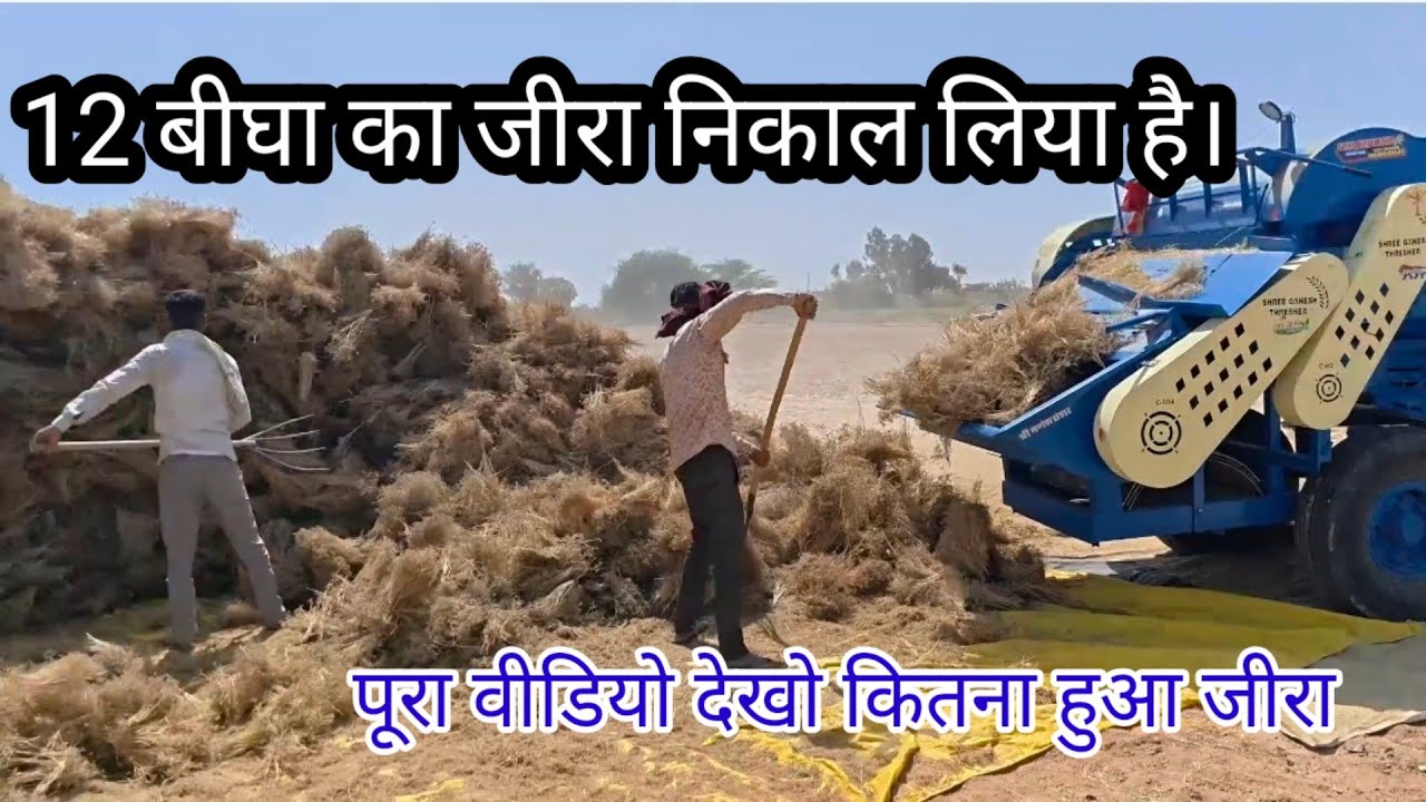 जीरा कैसे निकाला जाता है पूरी जानकारी वीडियो में मिलेगी #जीरा #जीरा_भाव 