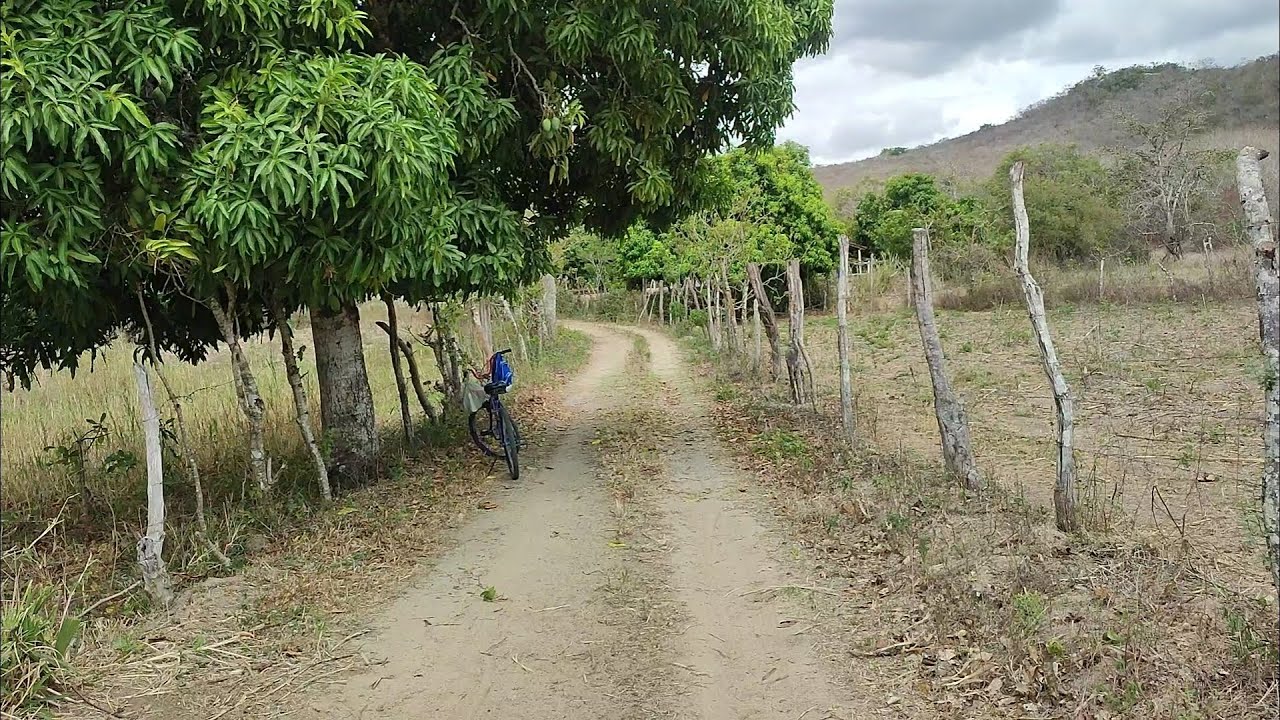 CHEGOU A SAFRA DA MANGA E CHOVEU BASTANTE AQUI NO SÍTIO
