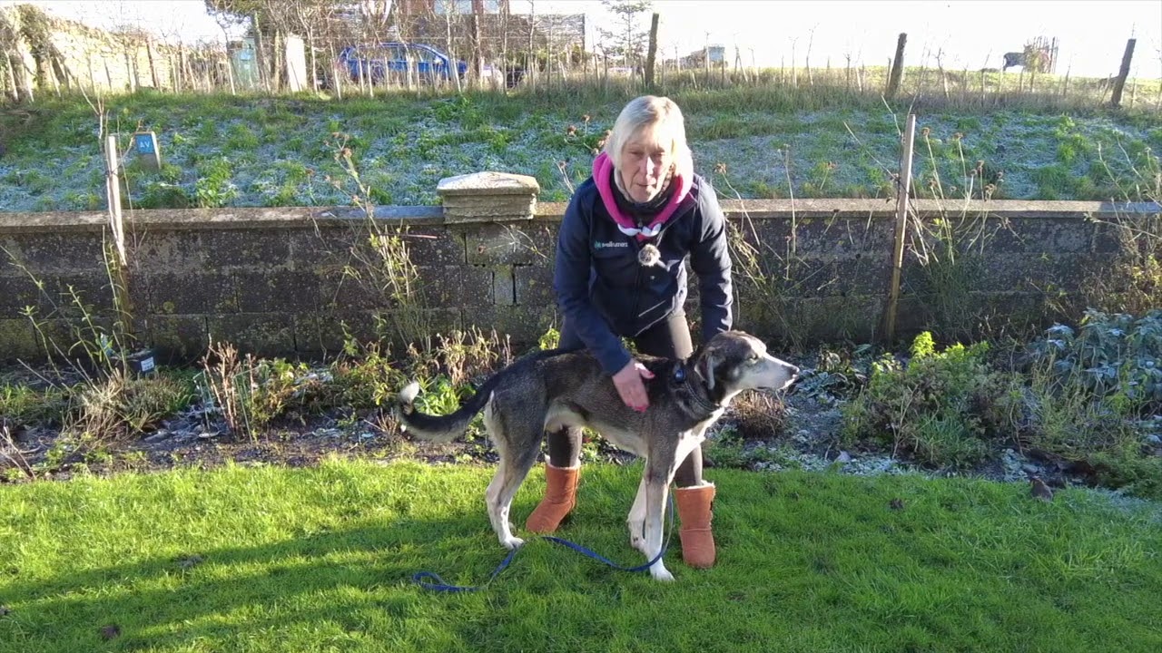 Canine Warm Up and Cool Down for CaniCross and CaniSports