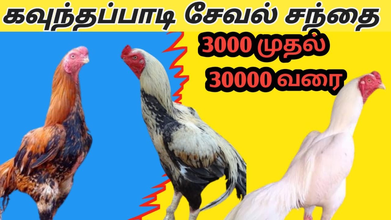 கவுந்தப்பாடி சேவல் சந்தை/Kavundapadi Seval Sandhai/Naatukoli Seval Sandhai/Village  Rooster Market