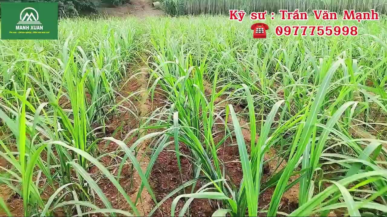 Cách phối hợp công thức bón phân cho mía đạt hiệu quả cao vượt trội