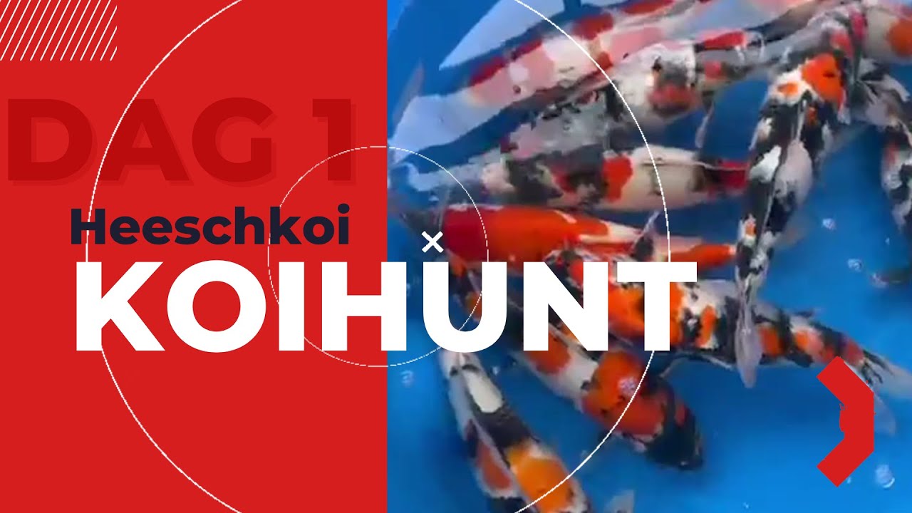 Heeschkoi in Japan Dag 2 |  Nr.1 in de koi-loterij & nieuwe selecties bij Hiroi en Koda