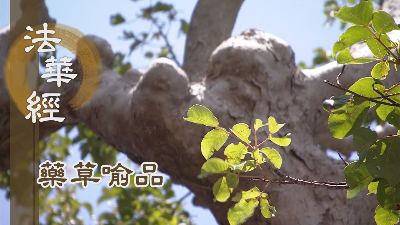 【靜思妙蓮華】法華經藥草喻品 - 法雨普澤 證入真如 - 20210716 第901集